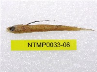 藏品(小骨鰧)的圖片